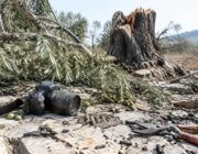 Journalist beaten as settlers assault olive harvesters