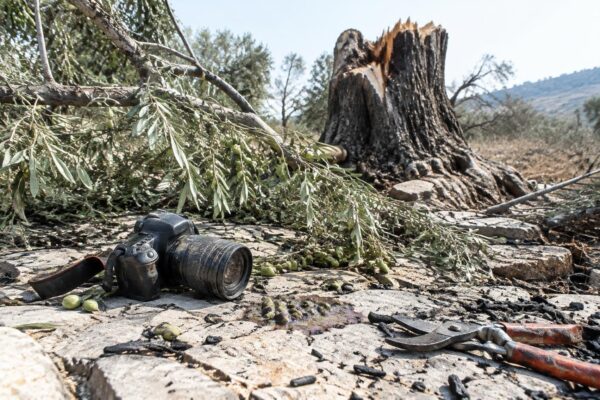 Journalist beaten as settlers assault olive harvesters