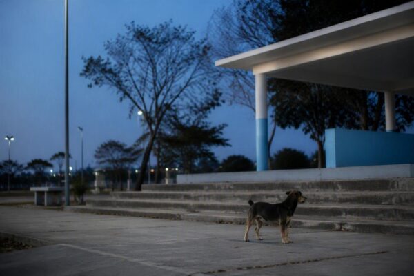 Caso de raiva em cão no Lago Norte mobiliza vigilância sanitária do DF