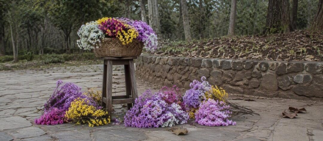 Florada dos ipês em Mato Grosso do Sul: quando e onde ver as árvores em plena floração