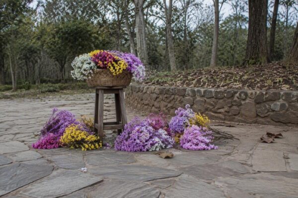Florada dos ipês em Mato Grosso do Sul: quando e onde ver as árvores em plena floração