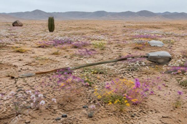 Floração recorde no Atacama impulsionada pelo El Niño