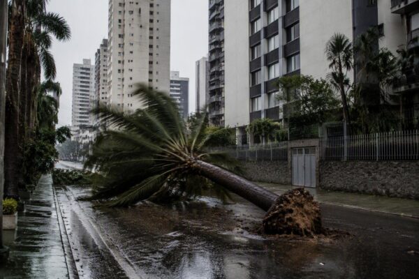 Temporal em São Paulo causa quedas de árvores e apagões em 2026