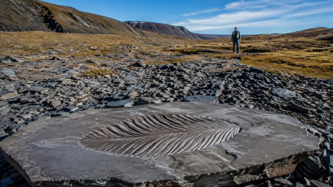 Fósil de Charnia en Noruega revela detalles inéditos de la vida antigua