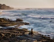 Federal Probe Launched After Shocking Sea Lion Assault in La Jolla Cove