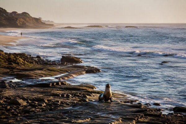 Federal Probe Launched After Shocking Sea Lion Assault in La Jolla Cove
