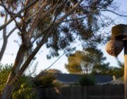 Wasp Activity Skyrockets in Sacramento: What You Need to Know