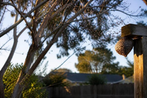 Wasp Activity Skyrockets in Sacramento: What You Need to Know