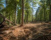 Judge Orders Suspension of Logging in Shawnee National Forest Due to Endangered Species Act Violation