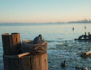 Why black-crowned night herons could vanish from New York Harbor