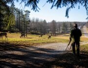 Deer Population Control Program Initiated in Aurora and East Aurora