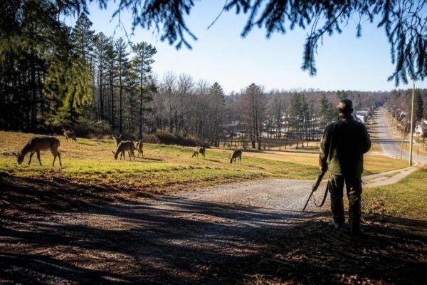 Deer Population Control Program Initiated in Aurora and East Aurora