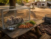 Discover How a Rabbit Hobby Led to Lifelong Friendships at the Butler County Fair
