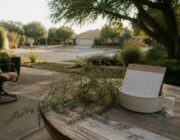 Prepare for ragweed pollen surge in San Antonio