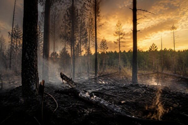 Bosbrand in Limburg verwoest 100 hectare natuurgebied