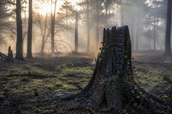Limburg getroffen door verwoestende kroonbrand in natuurgebied Boschhuizerbergen