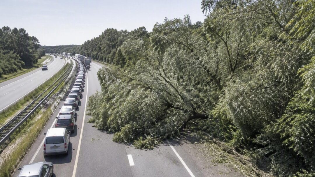 Spitsstrook A50 blijft weken dicht door overhangende takken: Rijkswaterstaat reageert