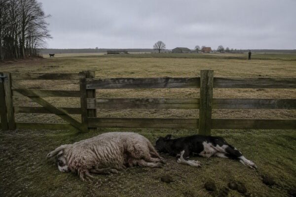 Wolfaanval in Beilen: dieren eigenaren in paniek