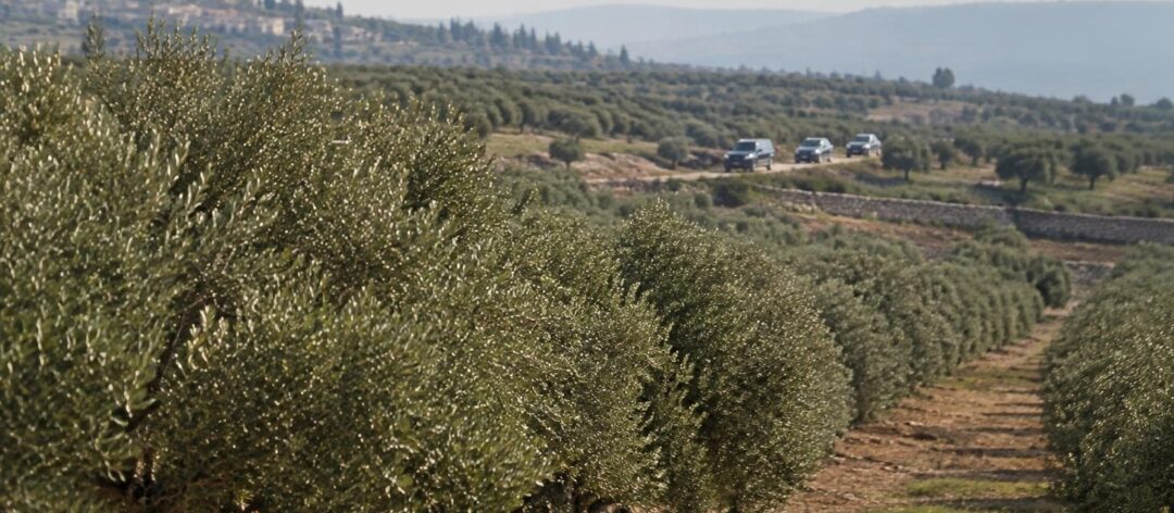 Aanval op Europese diplomatengroep in Taybeh tijdens olijfpluk