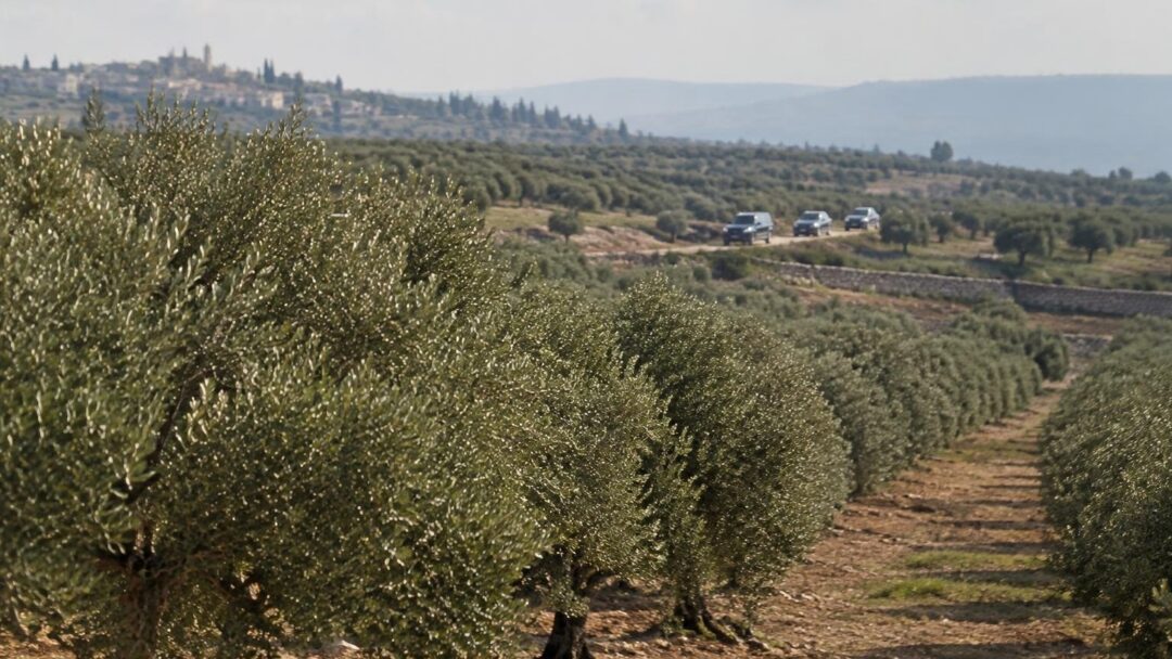 Aanval op Europese diplomatengroep in Taybeh tijdens olijfpluk