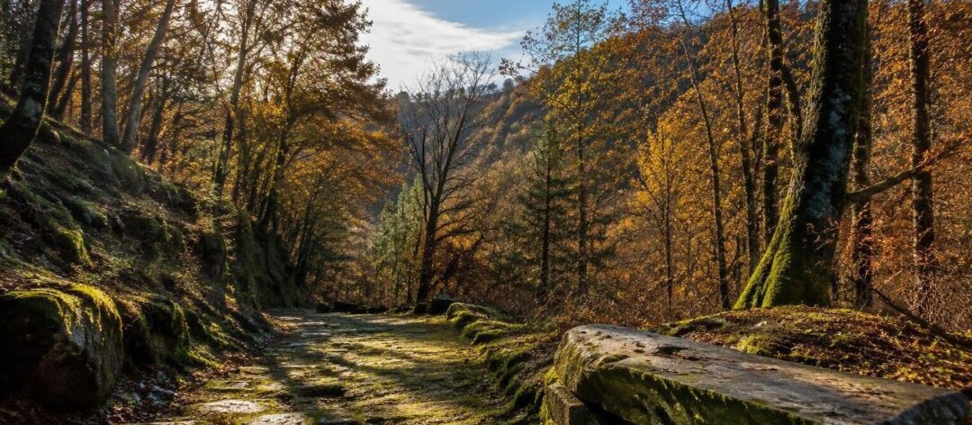 Scopri l'oasi di Arnovecchio: migrazioni e biodiversità in autunno