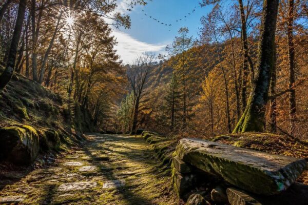 Scopri l'oasi di Arnovecchio: migrazioni e biodiversità in autunno