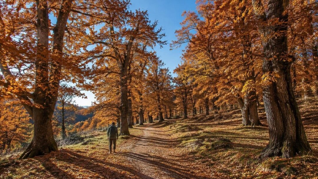 Escursioni autunnali tra castagneti: dove andare questo weekend