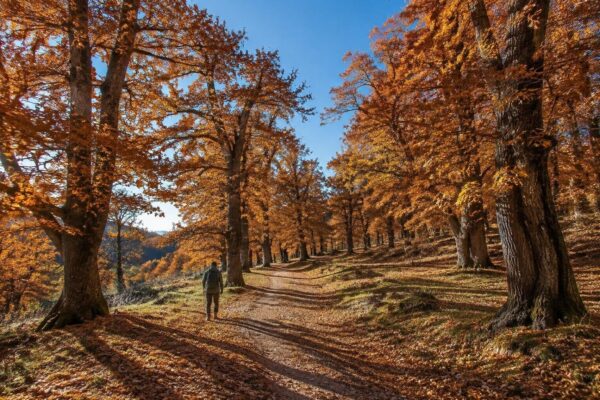 Escursioni autunnali tra castagneti: dove andare questo weekend