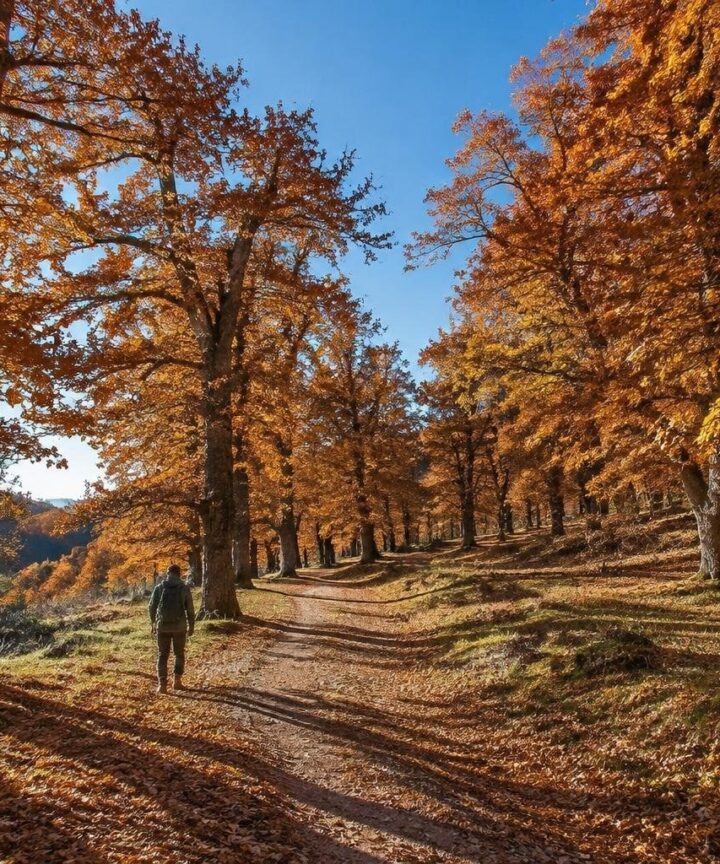 Escursioni autunnali tra castagneti: dove andare questo weekend