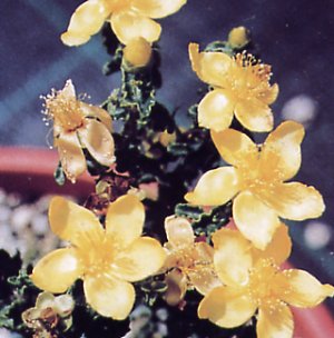hypericum balearicum