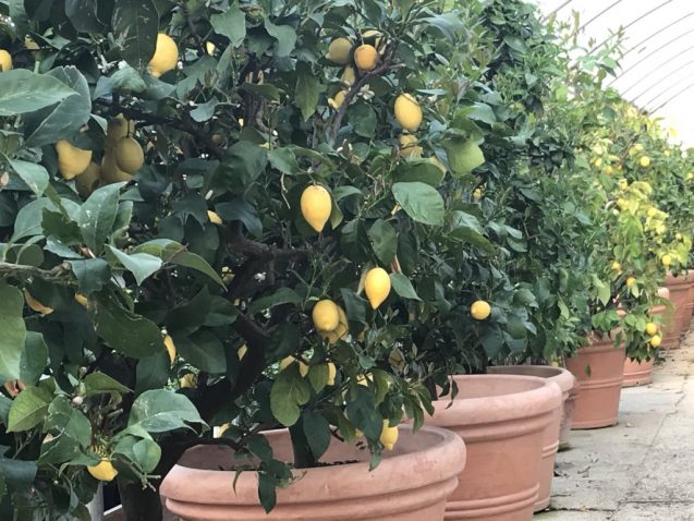 Limoni maturi: quando raccoglierli dall'albero?