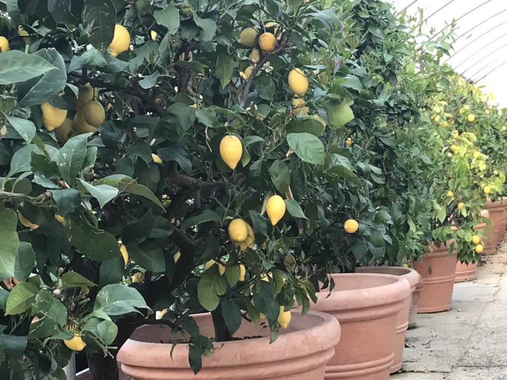 Quando cogliere i limoni