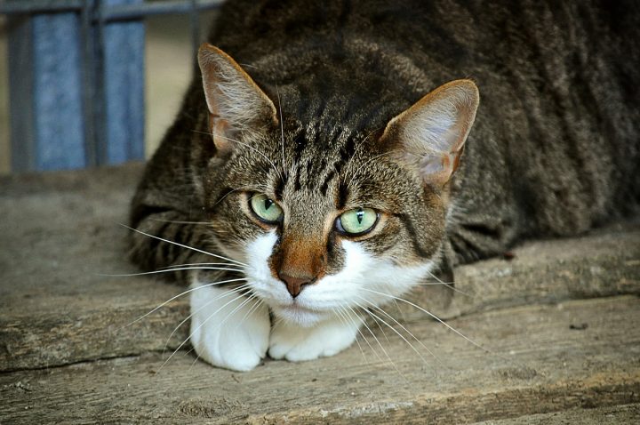 Perché l'urina dei gatti puzza di ammoniaca?