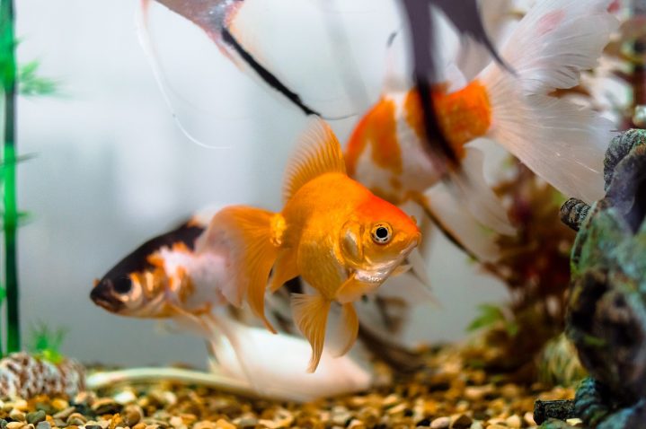 Perché le pinne del pesce rosso diventano nere?