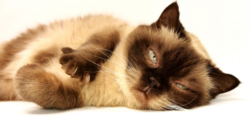 Come curare un taglio sul cuscinetto della zampa del gatto
