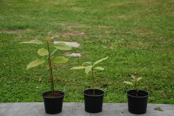 Come innestare una pianta di avocado