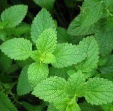 _peppermint-essential-oil-