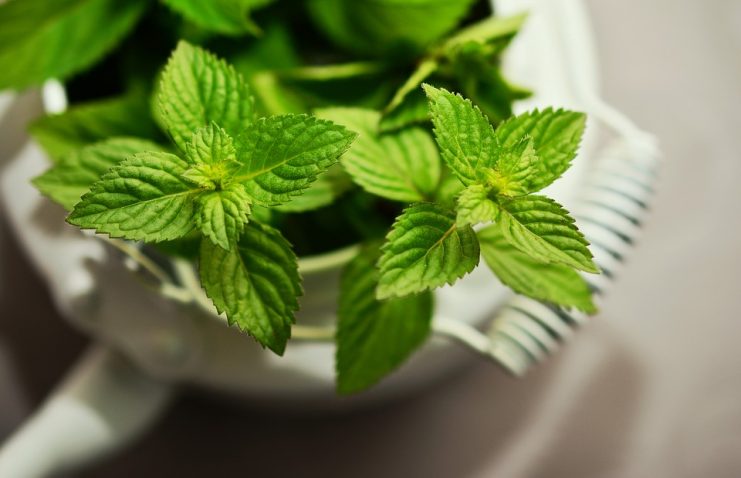 Come raccogliere le foglie di menta