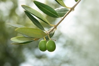 article new ehow images a06 al 1m biblical gardens near jerusalem  israel 1 1 800x800