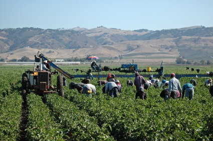 harvesting yellow peppers