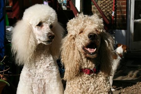 article-new_ehow_images_a05_iu_43_information-dog-skin-rashes-800x800