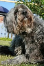 article new ehow images a05 ru 33 itch control dogs 800x800