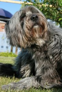 article-new_ehow_images_a05_ru_33_itch-control-dogs-800x800