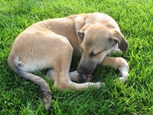 article new ehow images a05 rv 7f fish oil dogs allergies 800x800