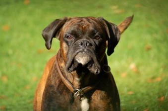 article new ehow images a06 1s ki treat skin disorders dog 800x800