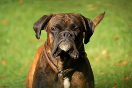article-new_ehow_images_a06_1s_ki_treat-skin-disorders-dog-800x800