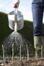 article new ehow images a07 b1 ns long asparagus crowns sprout 800x800