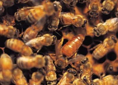article-new_ehow_images_a08_5f_o0_remove-honeybees-walls-800x800
