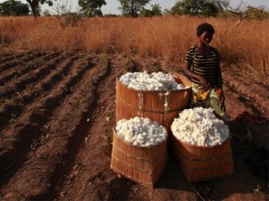burkina faso cotton 2 537x402