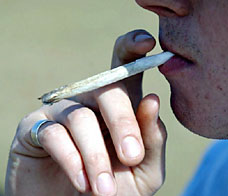 cannabisPA260606_228x196